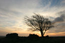 07-0193 Tree with Dawn Sky, Loups Hill, Teesdale, County Durham